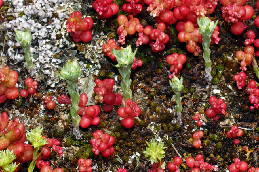 Logfia minima (=Filago minima) / Bambagia minima